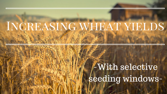 Increasing wheat yields with selective seeding windows